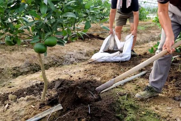 桔子树用什么肥料最好