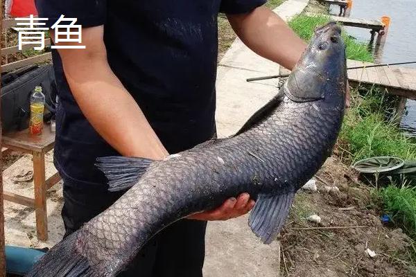草鱼和青鱼哪个价格贵
