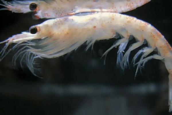磷虾和虾皮有啥区别
