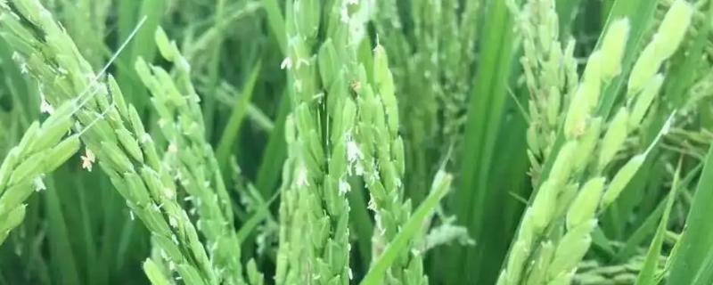 水稻扬花期下大雨有影响吗