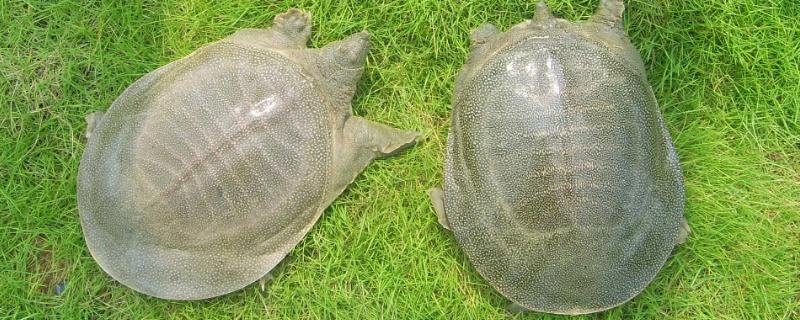 立秋甲鱼躲哪里