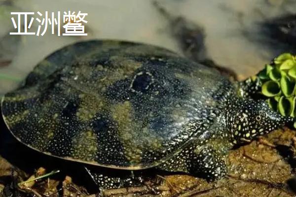 甲鱼有哪些品种