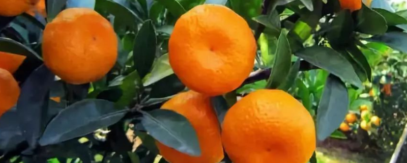 桔子树种植几年结果