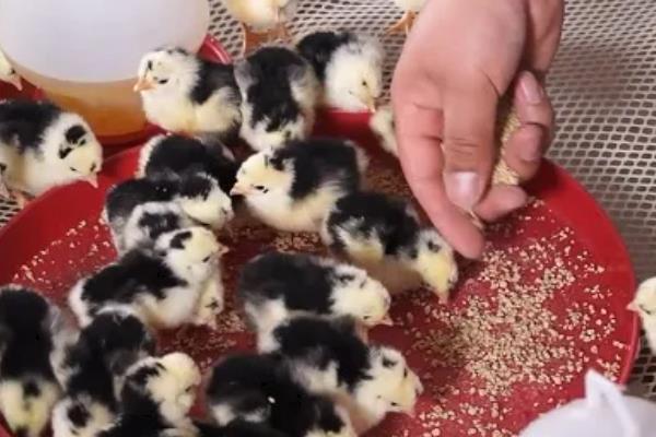 小鸡出壳多久可以喂食喂水