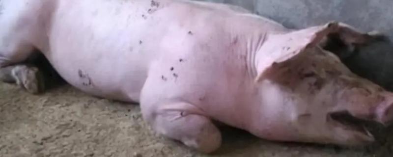 母猪没有奶水