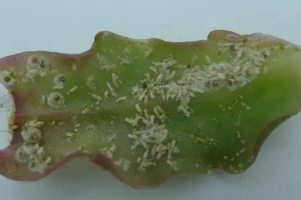 75酒精杀蚧壳虫要兑水吗