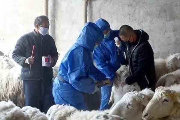 三联四防苗详细说明书