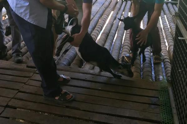 小羊羔几天能打三联四防疫苗