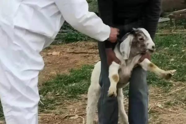 三联四防疫苗一年打几次