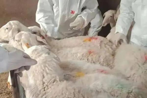三联四防怀孕母羊能注射吗