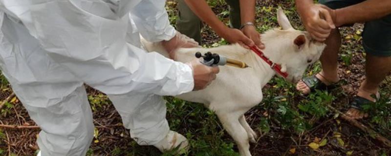 羊三联四防疫苗注射方法