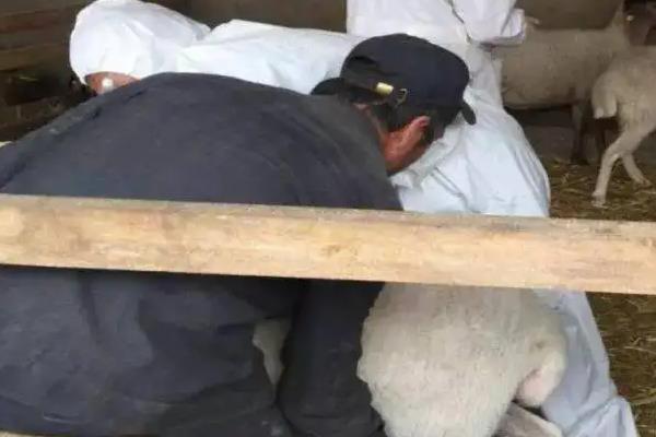 羊三联四防疫苗注射方法