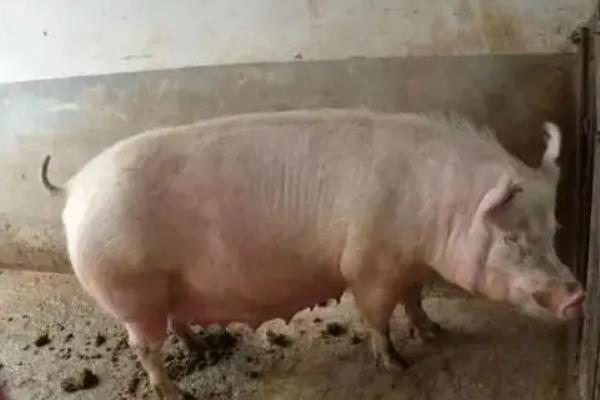 母猪生产前征兆