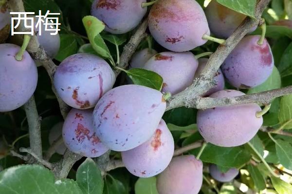 西梅是李子的一个品种吗