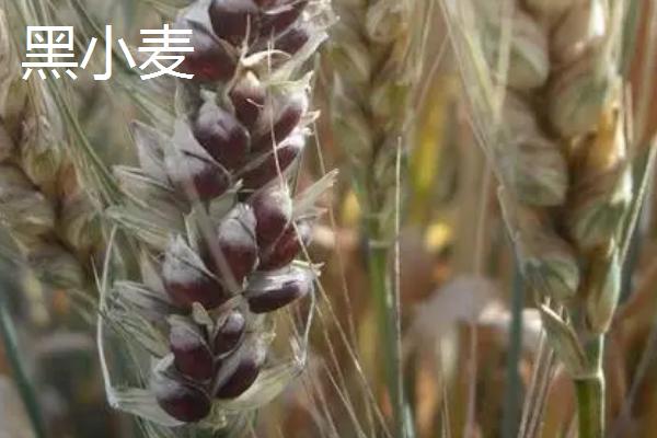 黑麦和黑小麦的区别