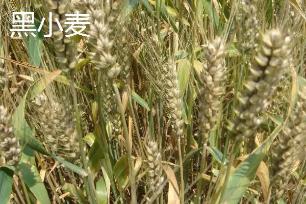 黑麦和黑小麦的区别