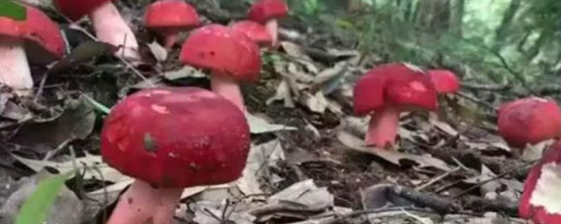 红菇怎么保存