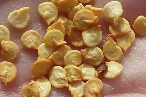 辣椒育苗时间和方法