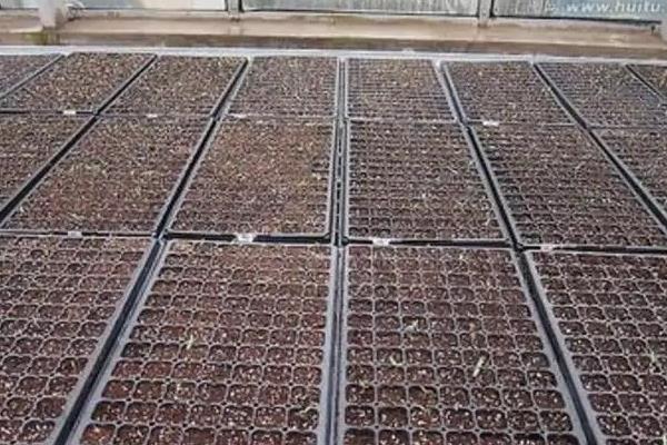 辣椒育苗时间和方法