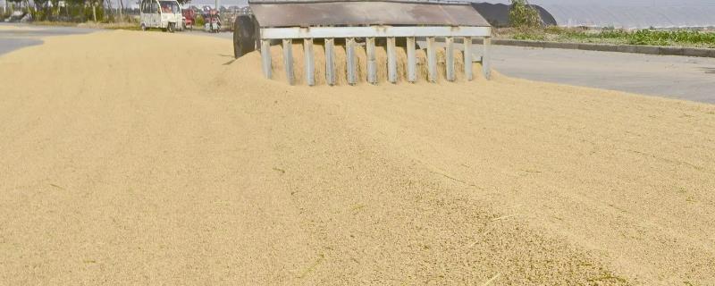 繁殖水稻的第一步是什么