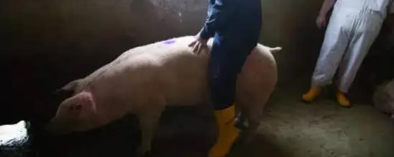 母猪静立后多久配种合适
