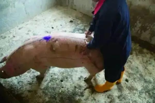 母猪静立后多久配种合适