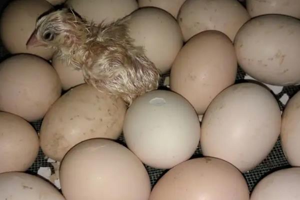 孵小鸡21天没破壳怎么办