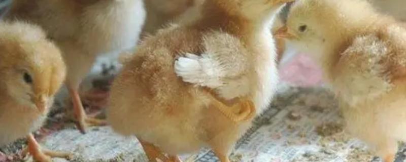 街上买的小鸡怎么养