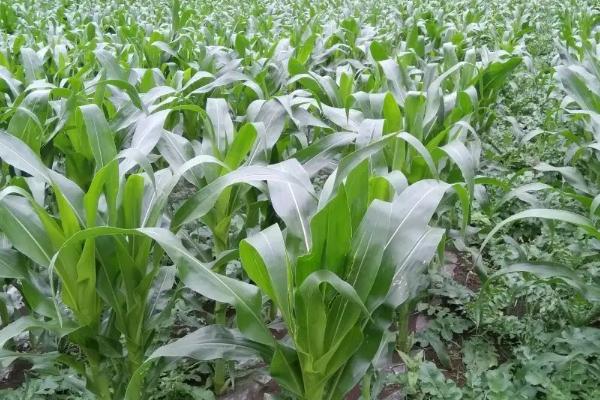 登海618玉米品种介绍