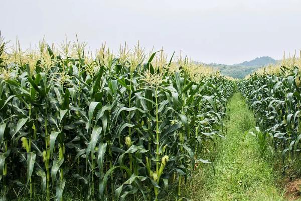 登海618玉米品种介绍