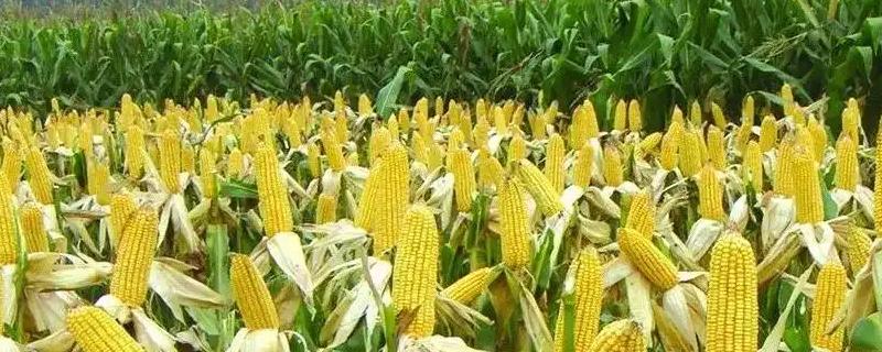 富民105玉米种子特征特性