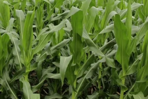 秋乐618玉米品种介绍