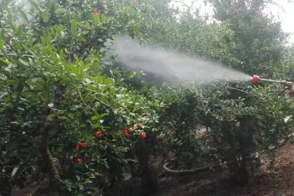一袋75赤霉素1克兑水多少斤