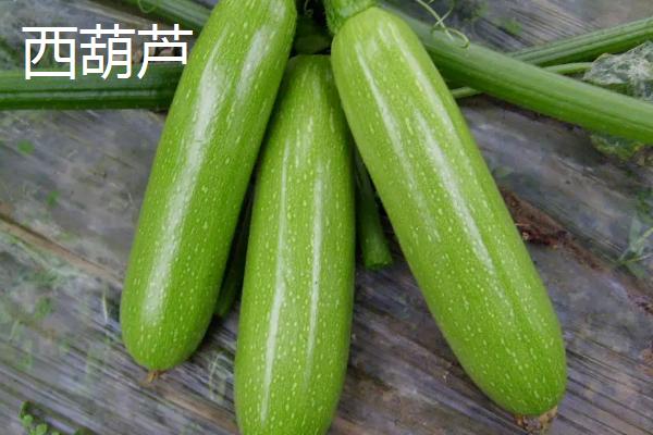 瓠子和西葫芦的区别