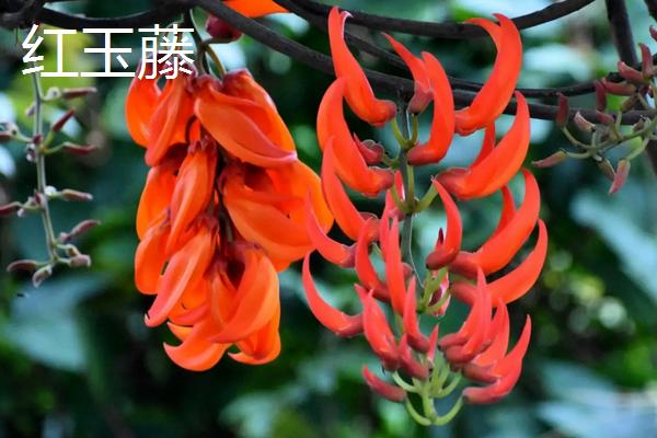 一棵紫藤花苗木的价格是多少，紫藤花有哪些种类