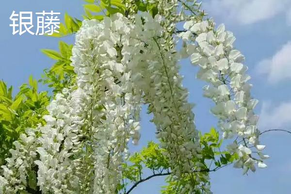 一棵紫藤花苗木的价格是多少，紫藤花有哪些种类