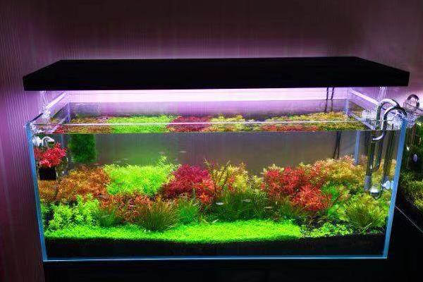 硝化细菌几天可以建立