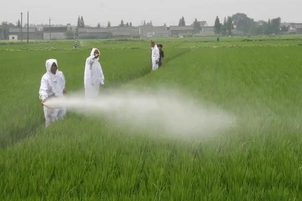 敌草快除草剂作用与功效