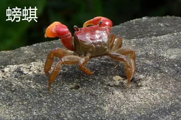 螃蜞和螃蟹的区别