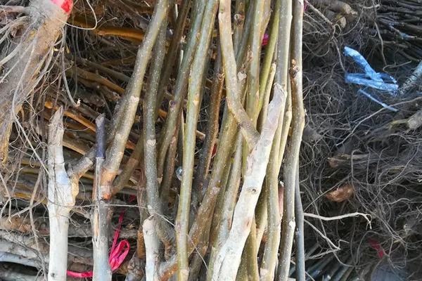 种植碧根果需要哪些条件，碧根果树苗价格是多少