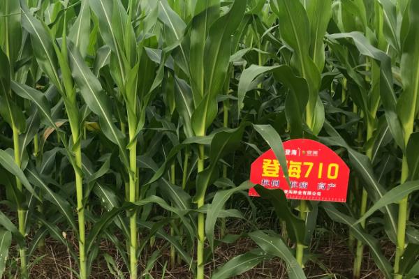 登海710玉米品种简介