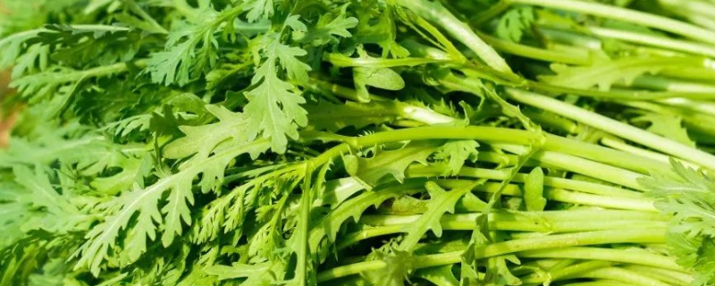 茼蒿是空心菜吗