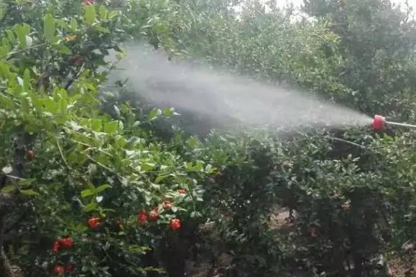 噻苯隆膨果最大用量