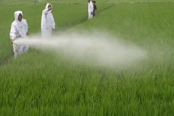 高氯甲维盐治哪些害虫