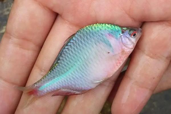 鳑鲏鱼最大能长多大