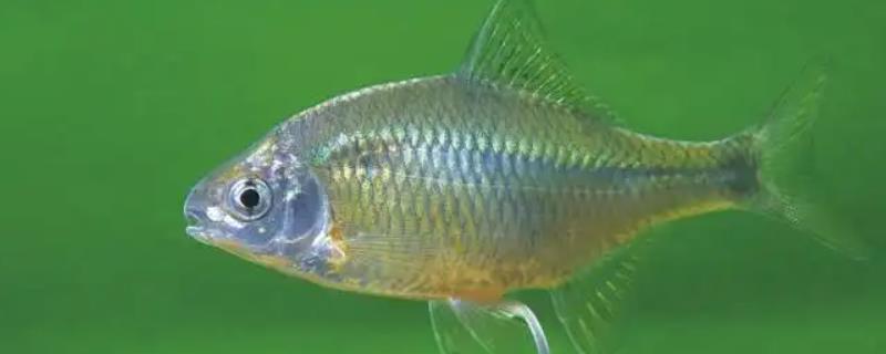 鳑鲏鱼没有河蚌能繁殖吗
