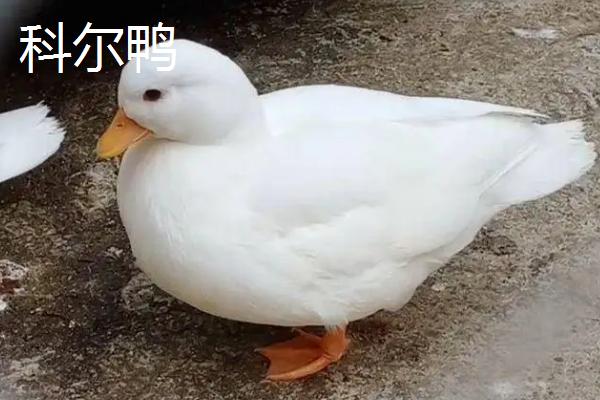 科尔鸭子和普通鸭子的区别