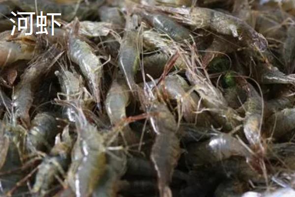 河虾和基围虾的区别