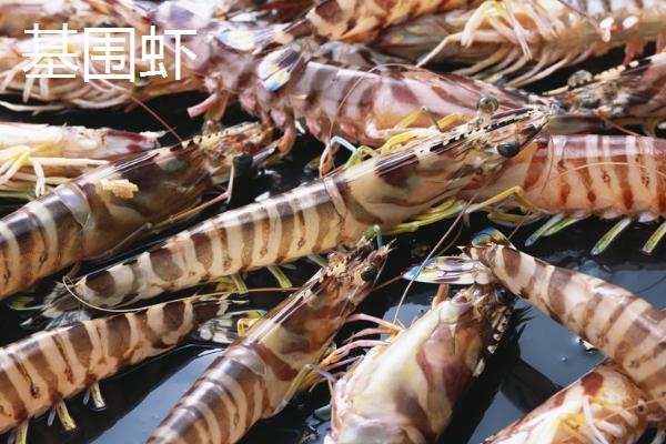 河虾和基围虾的区别