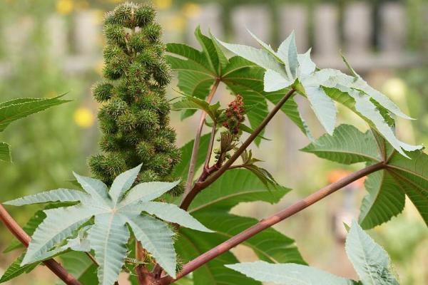 不用农药20种杀虫方法